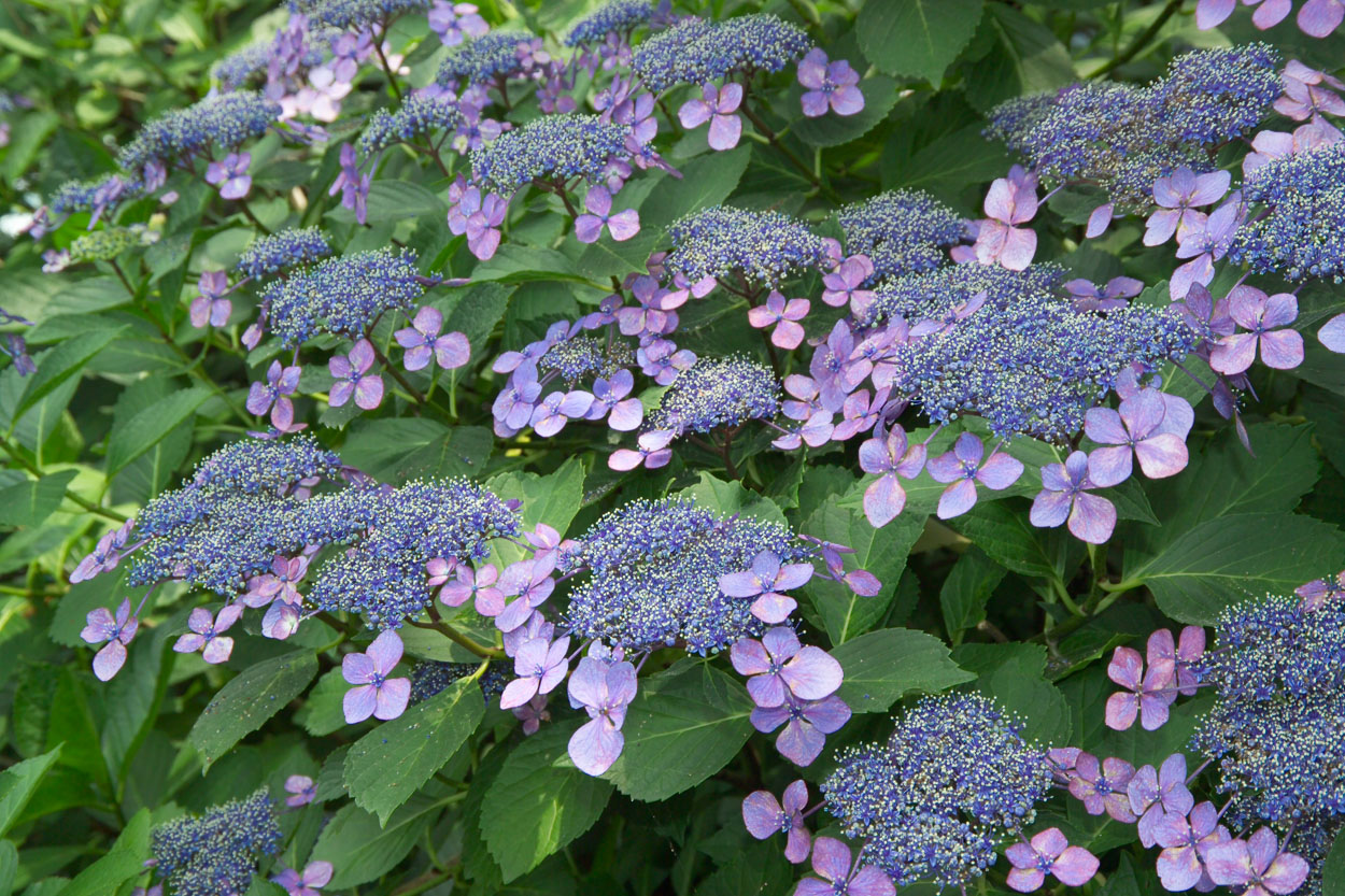 Cultivars.
